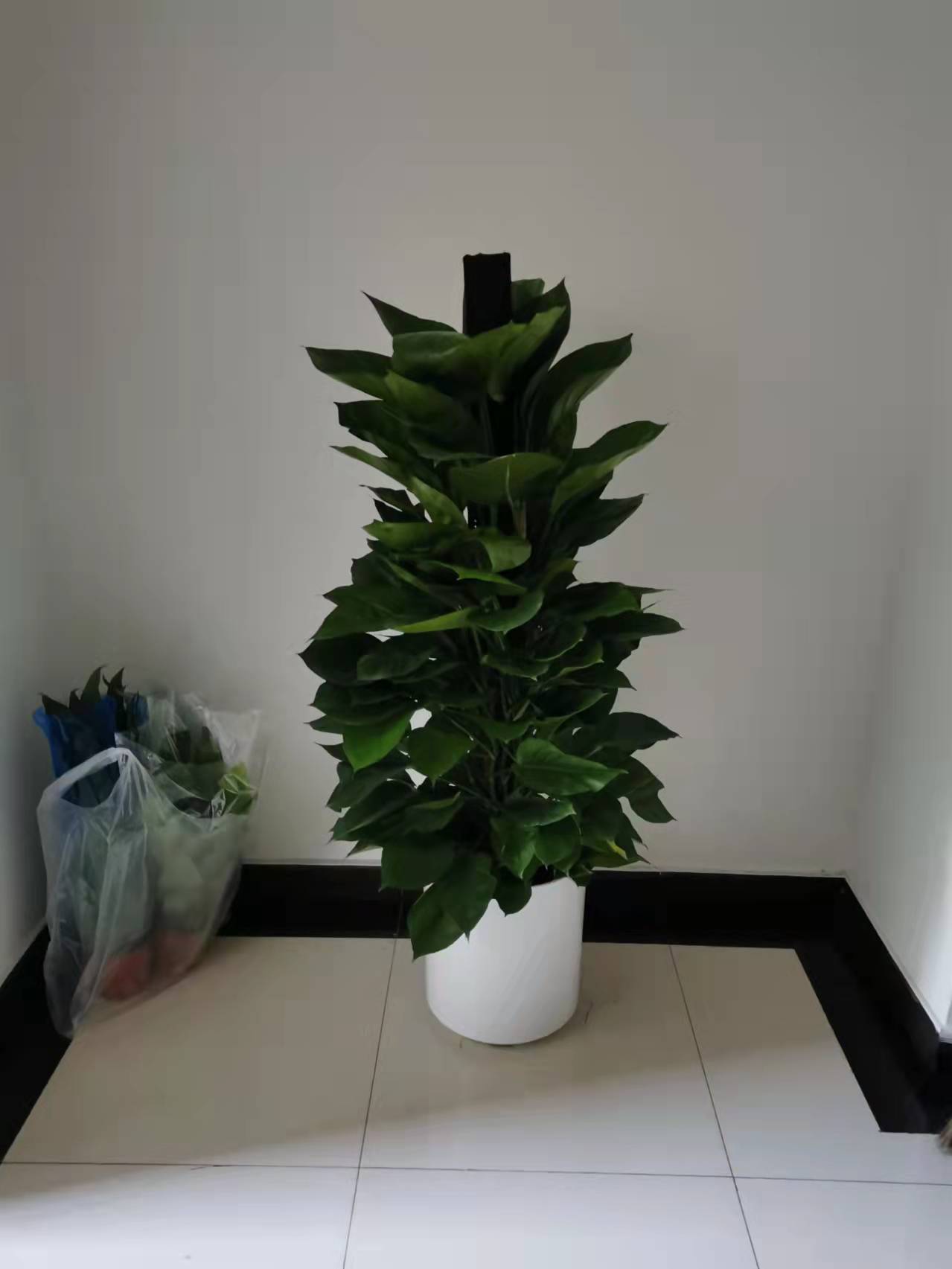 北京綠植養(yǎng)護(hù)-金鉆花有毒嗎？它有什么作用與功效？