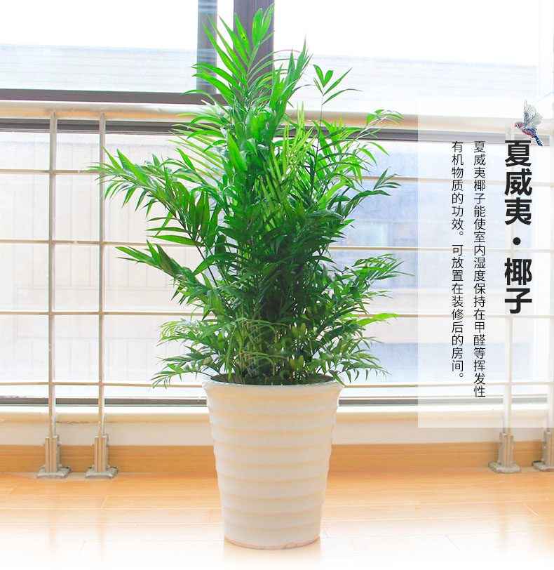 綠色植物鳳尾竹的報價鳳尾竹盆栽葉枯怎么辦？