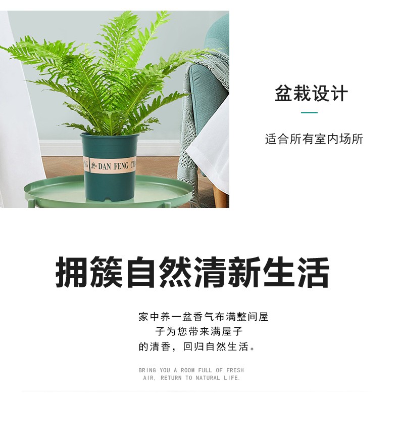 北京綠植租賃公司