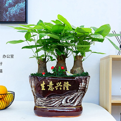 北京花卉綠植租擺公司大麗花的養(yǎng)護(hù)知識(shí)