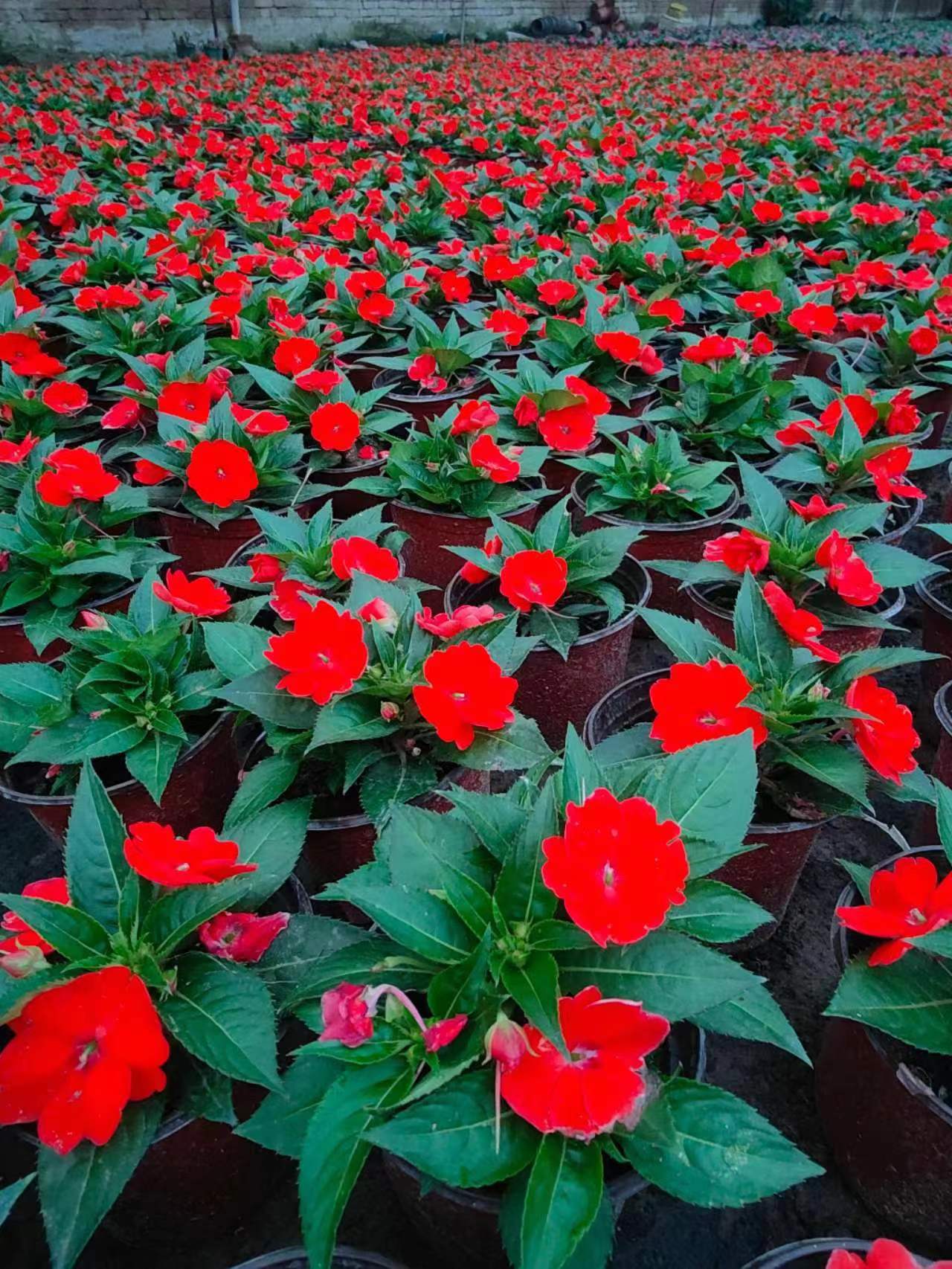 北京園林庭院綠植種植養(yǎng)護(hù)的七個技巧