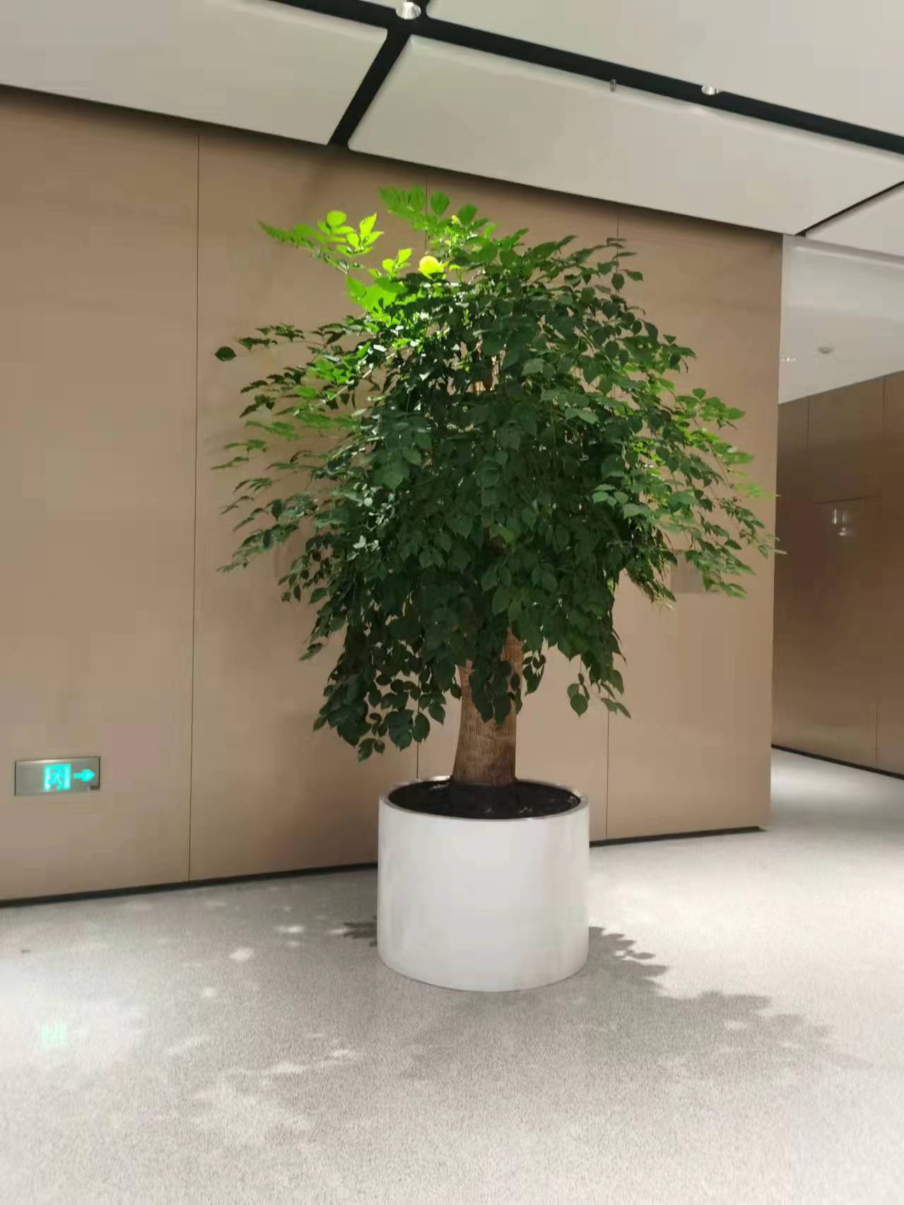 綠植幸福樹(shù)