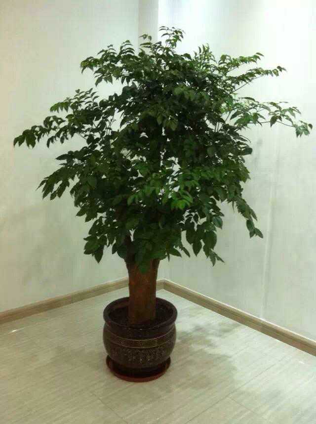 幸福樹(shù)綠植租擺