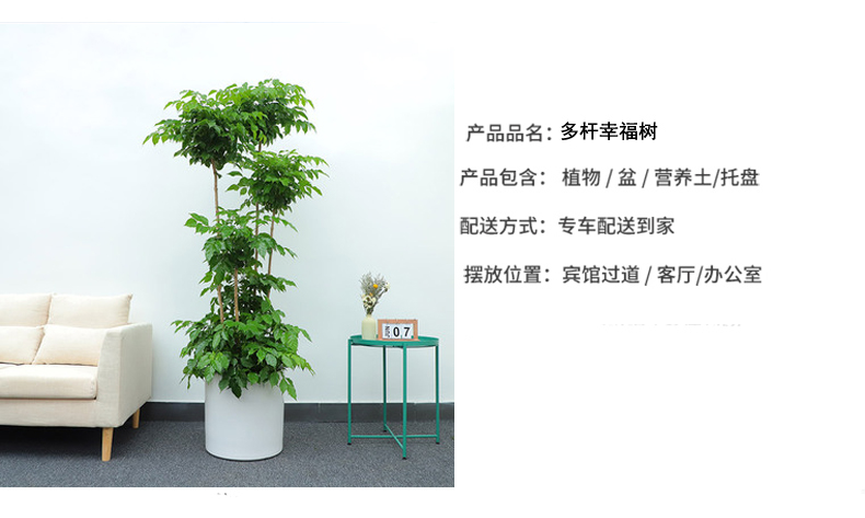 造型綠寶綠植銷售